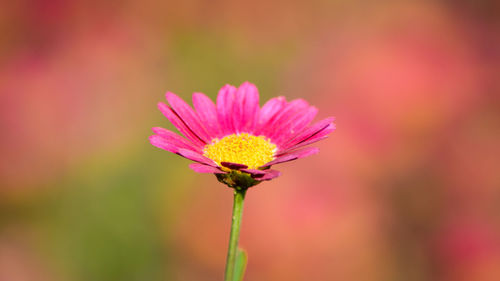 Close-up of pink flower