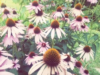 Close-up of coneflowers blooming outdoors