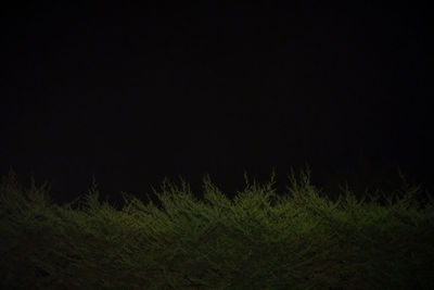 Top of hedge at night