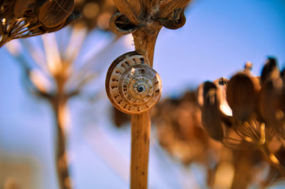 Close up of snail against clear blue sky