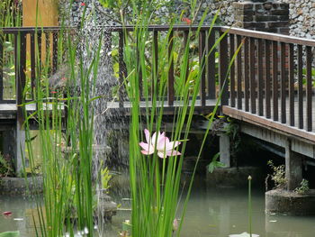 Pink water lily in pond