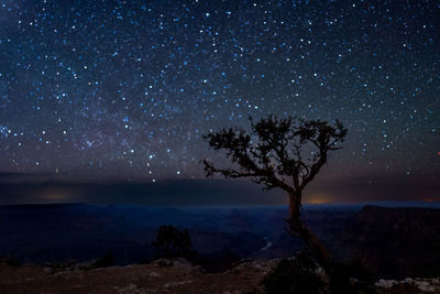 Lone tree and starry night over the grand canyon