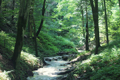 Scenic view of forest