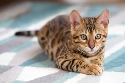 Portrait of cat on bed