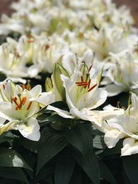 Close-up of white flowering plant