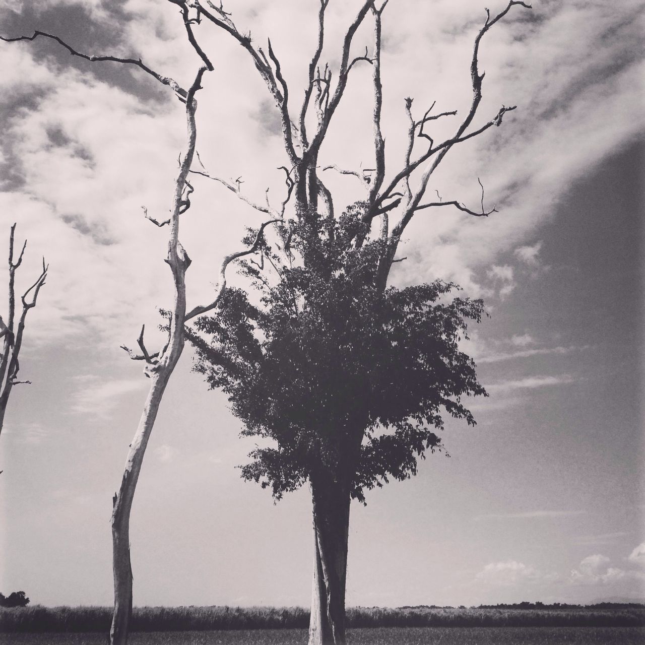 sky, tranquility, tree, tranquil scene, bare tree, cloud - sky, field, nature, landscape, scenics, beauty in nature, silhouette, cloudy, branch, cloud, tree trunk, single tree, growth, low angle view, non-urban scene