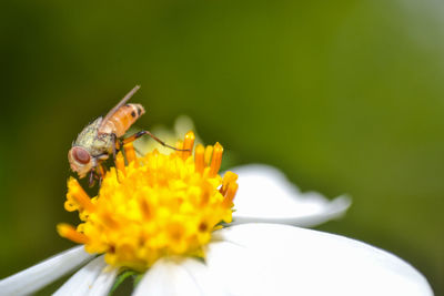 Flower fly  pollinating on yellow flower 