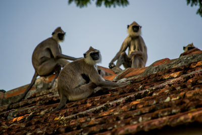 Low angle view of monkey sitting against sky