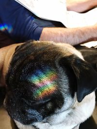 Close-up of dog sleeping