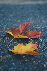 Close-up of maple leaves on road