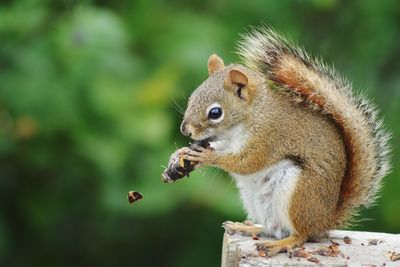 Close-up of squirrel eating food