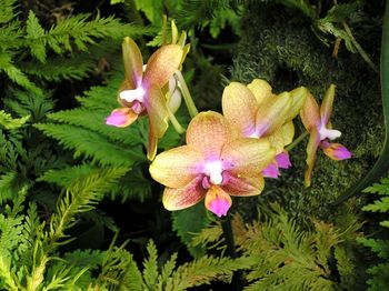 Close-up of purple flowers blooming outdoors