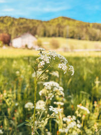 plant