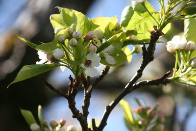 Close-up of berries growing on tree