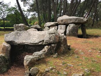 Old stone wall in forest