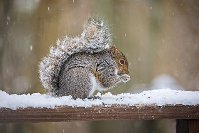 Squirrel on wood during winter