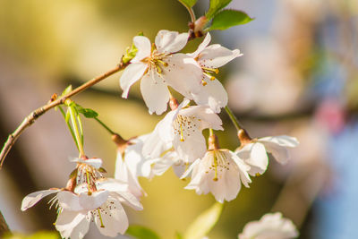 Close-up of cherry blossoms