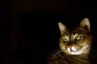 Close-up portrait of a cat over black background