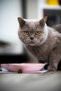 Close-up portrait of a cat