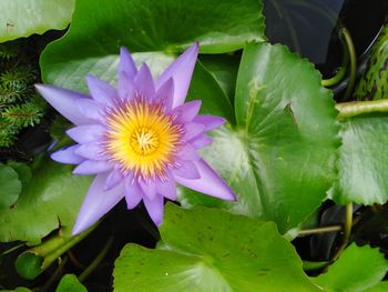 Close-up of purple water lily