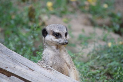 Close-up of meerkat