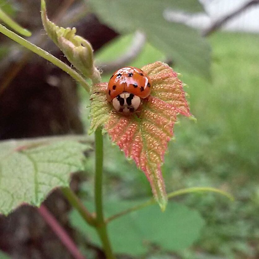 CLOSE-UP OF INSECT ON PLANT