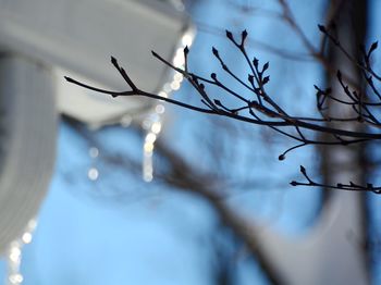 Close-up of twigs against blurred background