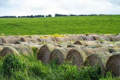 agriculture