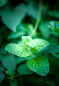 Close-up of raindrops on green leaves