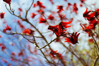 Close-up of flowers on branch