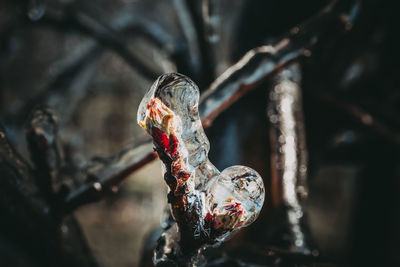 Close-up of rusty metal on branch