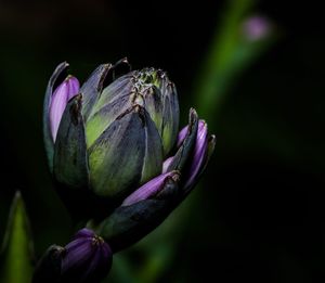 Close-up of purple flowers