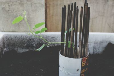 Close-up of potted plant