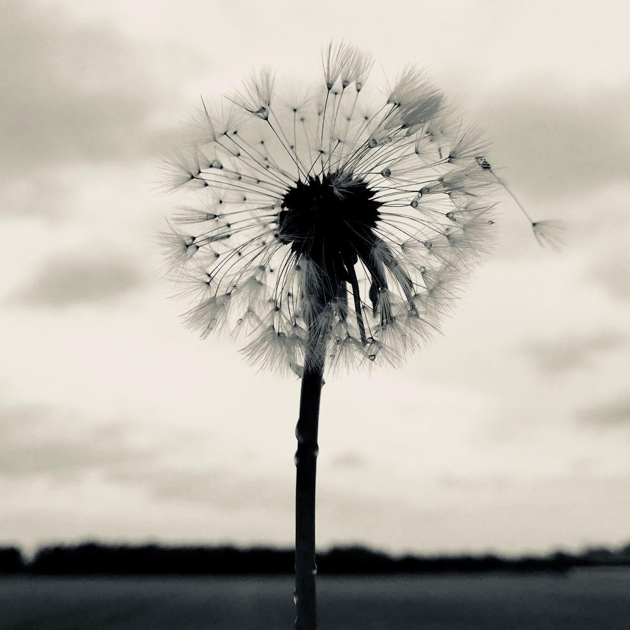 CLOSE-UP OF DANDELION AGAINST SKY