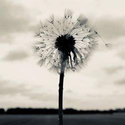 Close-up of wilted dandelion against sky