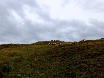 Sheeps grazing in a field