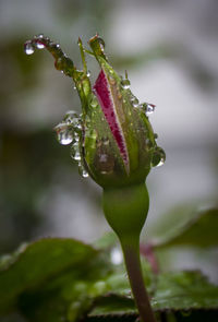 Close-up of wet flower