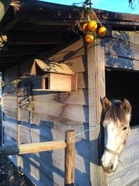 Close-up of horse on wood