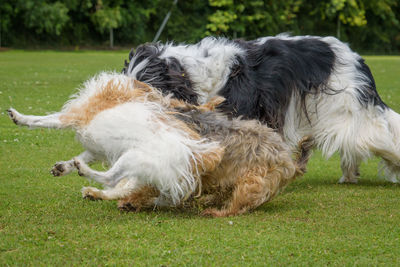 Dogs chasinging  ball on field