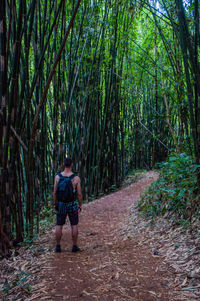 Rear view of man walking on footpath in forest