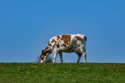 View of a horse on field against clear sky