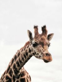 Close-up of giraffe against clear sky