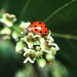 Close-up of ladybug on leaf