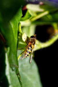 Close-up of insect on leaf