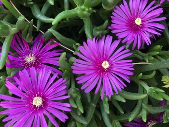 Close-up of purple flowers blooming outdoors