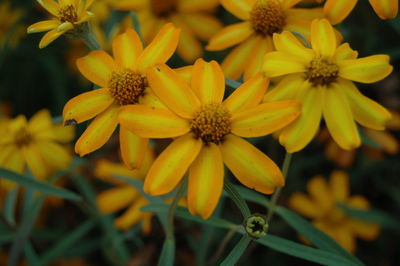 Close-up of yellow daisies blooming outdoors