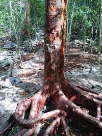 Close-up of tree trunk