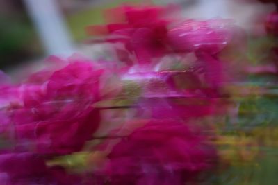 Close-up of pink roses