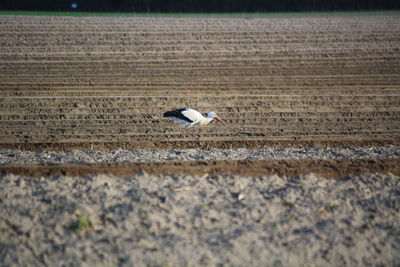 Bird on a field