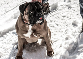 Dog in snow